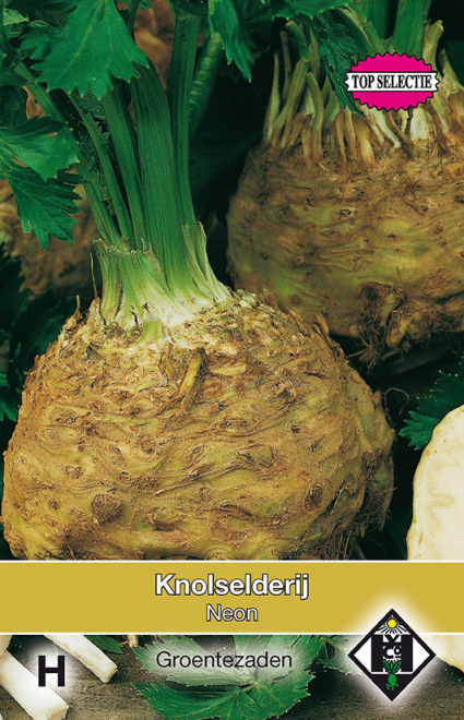 Apium graveolens var. rapaceum 'Neon' Knolselderij 