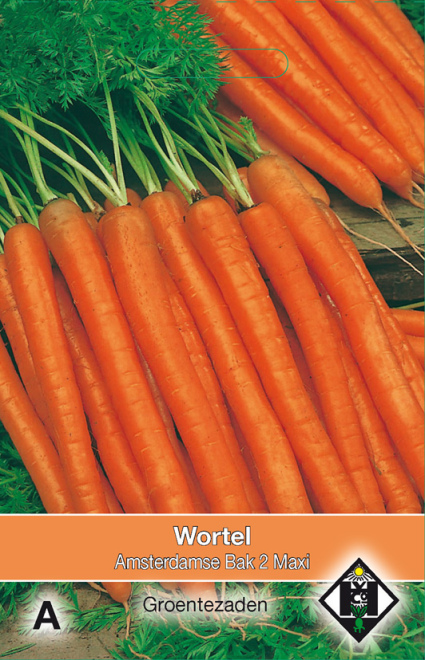 Daucus carota 'Amsterdamse Bak 2 Maxi' Wortel 
