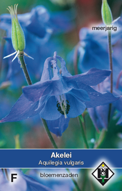 Lathyrus o. 'Blue Ripple' Siererwt