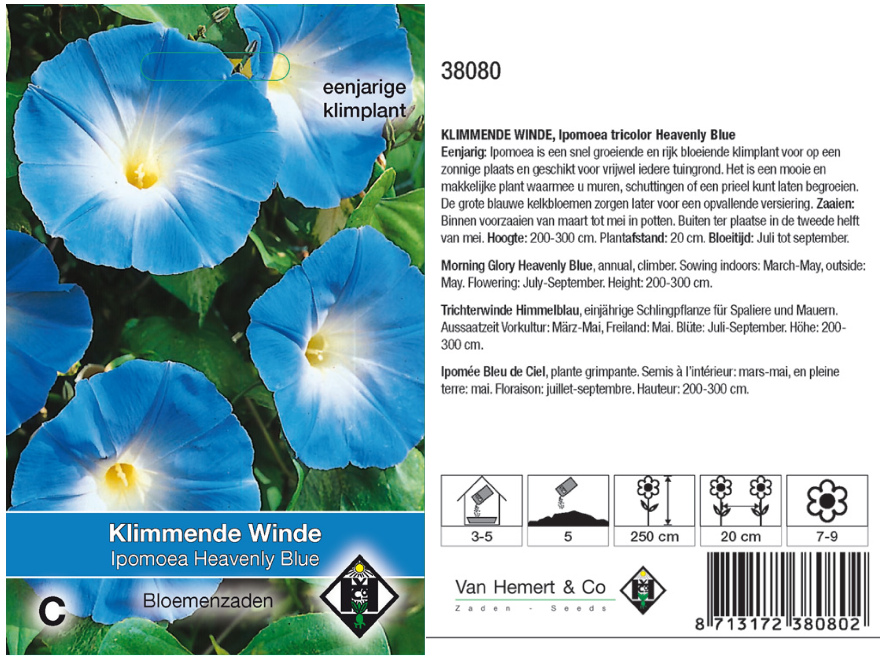 Ipomoea tricolor 'Heavenly Blue' Klimmende Winde