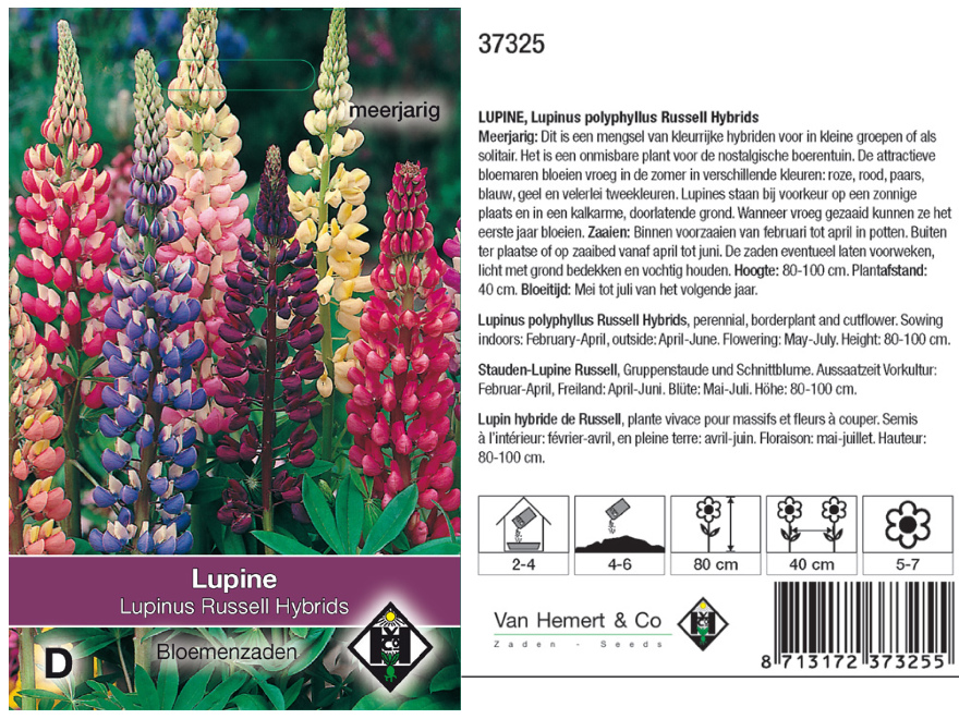 Lupinus polyphyllus 'Russel Mix' (HYBRIDS) Meerjarige lupine
