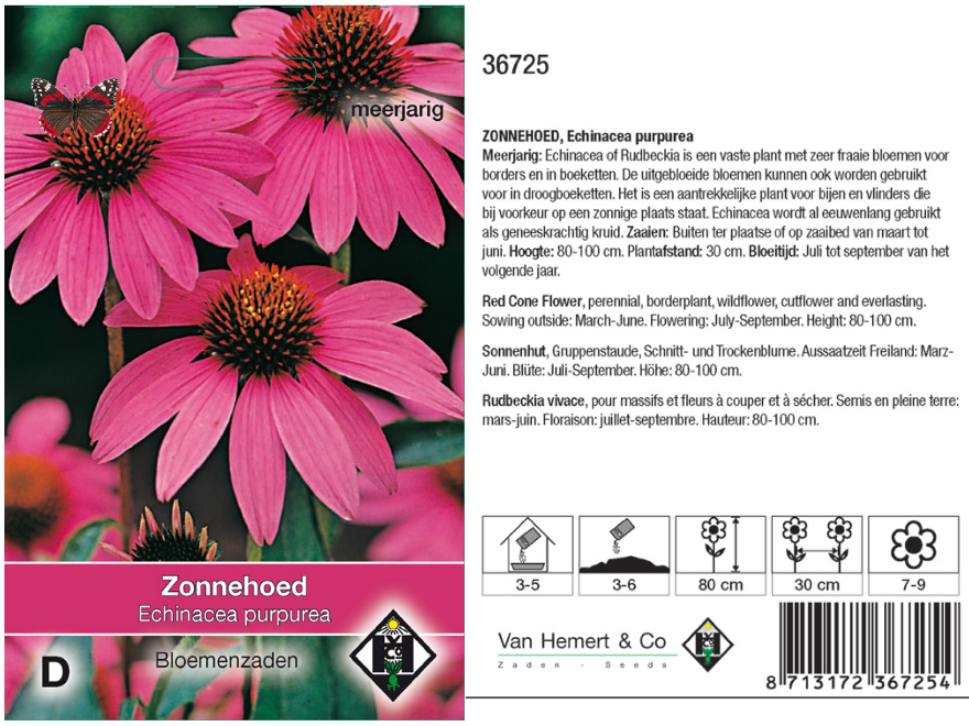 Echinacea purpurea Zonnehoed purpurea