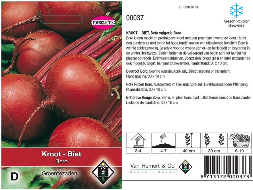 Beta vulgaris 'Boro' Kroten, Rode Bietjes