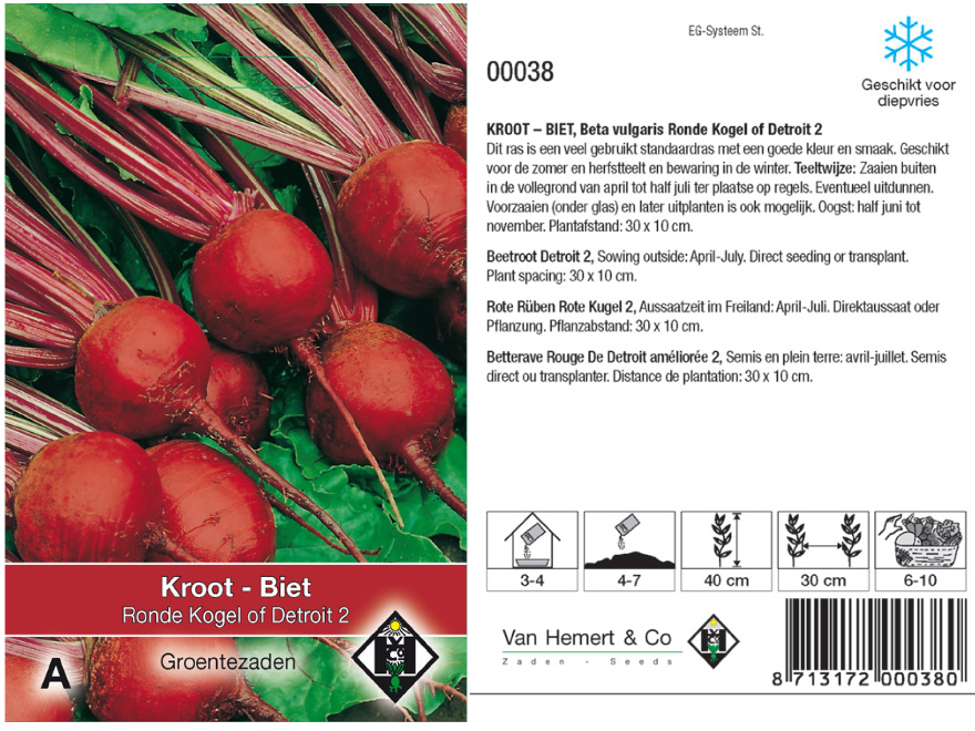 Beta vulgaris  'Ronde Kogel' of  'Detroit 2' Kroten, Rode Bietjes