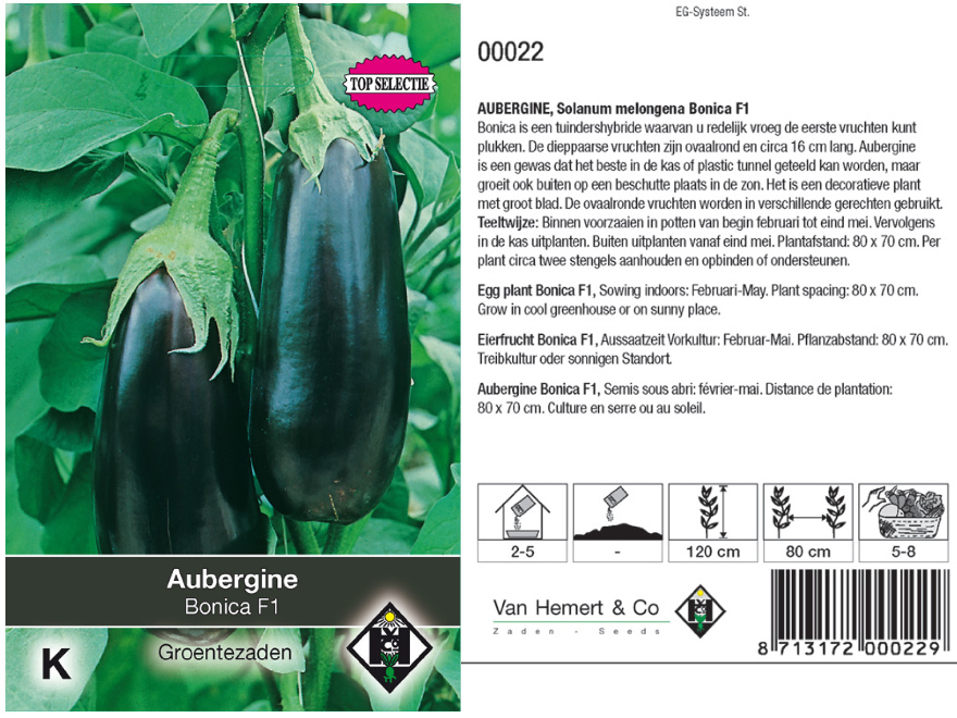 Solanum melongena 'Bonica F1' Aubergine Bonica F1