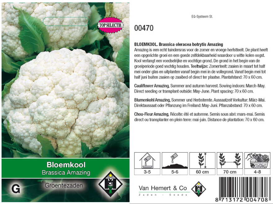 Brassica oleracea botrytis 'Amazing' Bloemkool