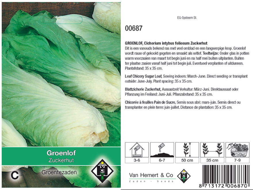 Cichorium intybus foliosum 'Zuckerhut' Groenlof Zuckerhut