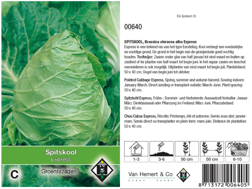 Brassica oleracea alba 'Express' Spitskool