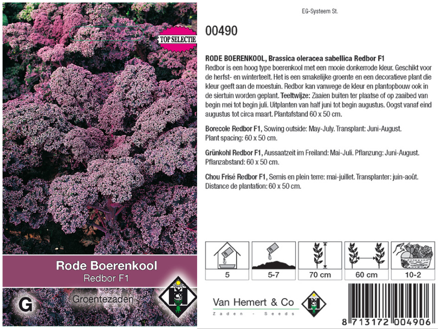 Brassica oleracea sabellica 'Redbor F1' Rode Boerenkool