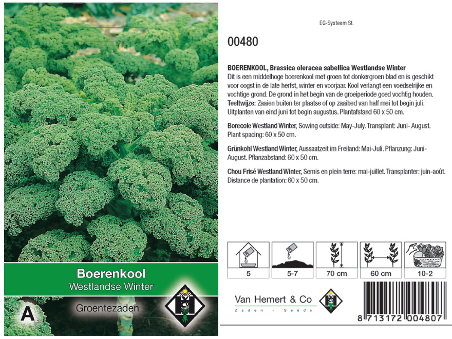 Brassica oleracea sabellica 'Westlandse Winter' Boerenkool Westlandse Winter
