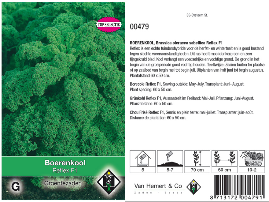 Brassica oleracea sabellica 'Reflex F1' Boerenkool Reflex F1