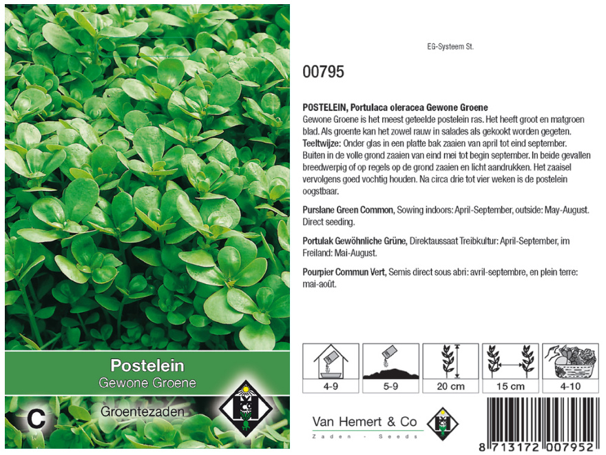 Portulaca oleracea 'Gewone Groene' Postelein