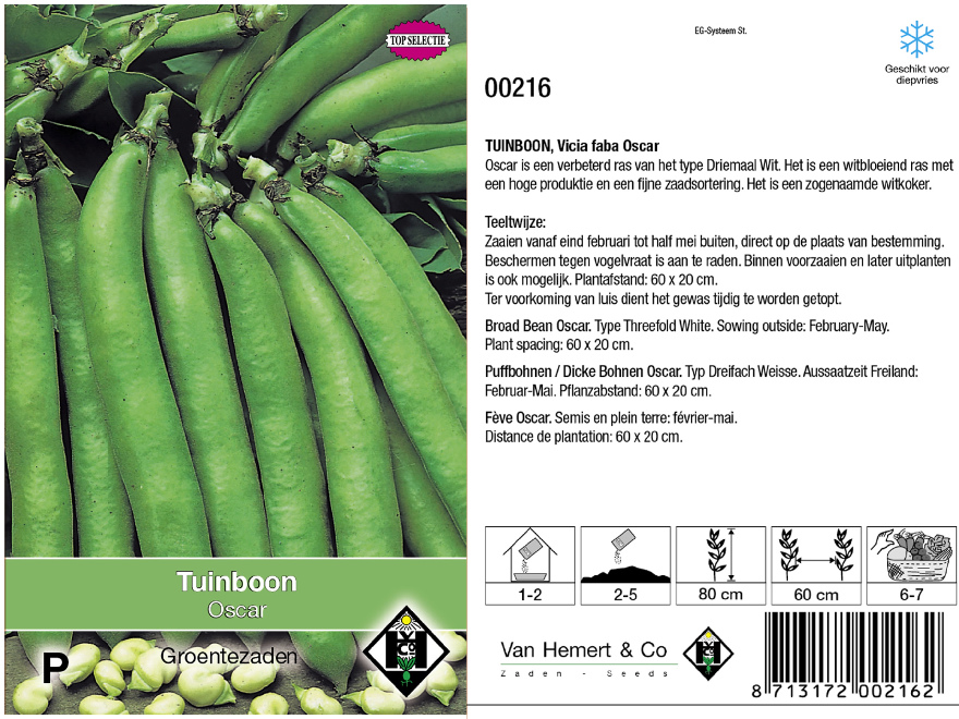 Vicia faba 'Oscar' Witkokende Tuinboon