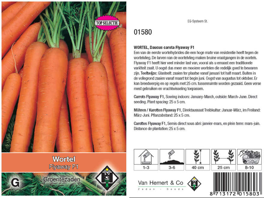 Daucus carota 'Flyaway F1' Wortel