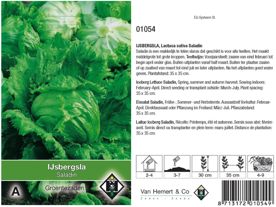 Lactuca sativa 'Saladin' IJsbergsla'Saladin'
