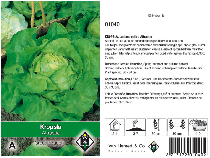 Lactuca sativa 'Attractie' Kropsla Attractie