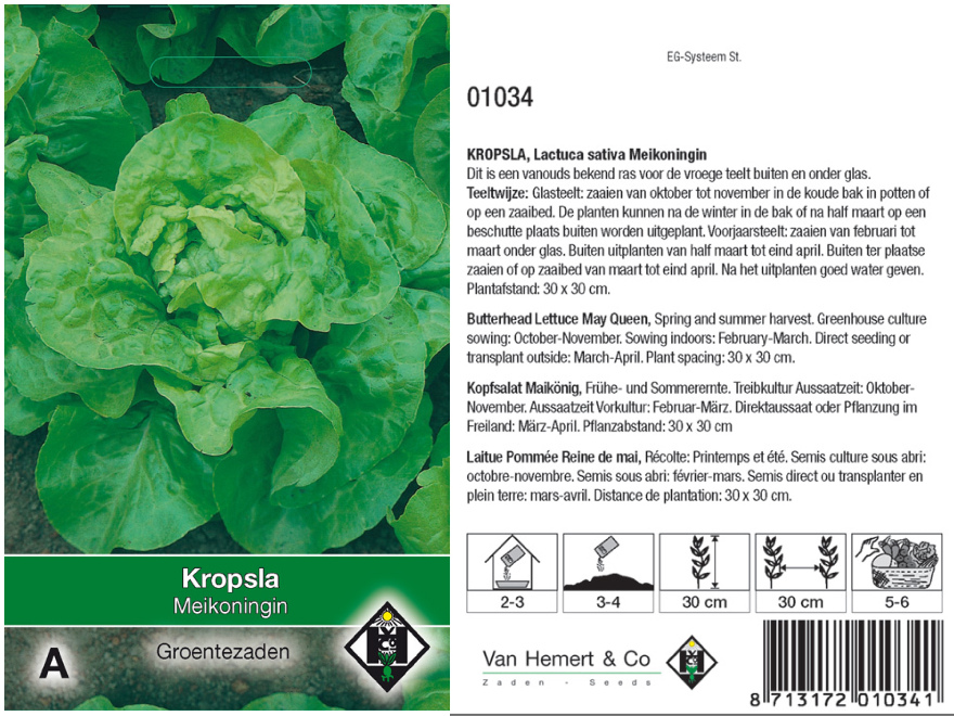 Lactuca sativa 'Meikoningin' Kropsla Meikoningin