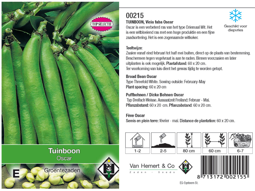 Vicia faba 'Oscar' Witkokende Tuinboon