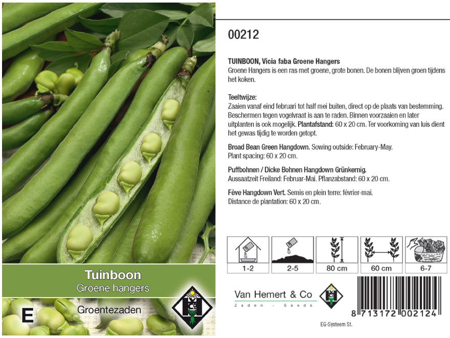 Vicia faba 'Groene Hangers' Groenkokende Tuinboon