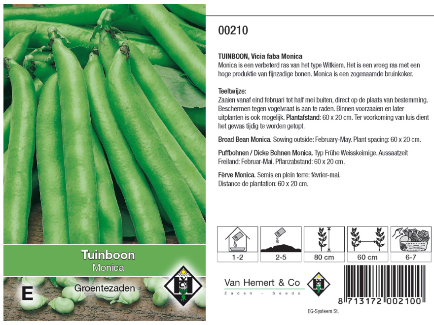 Vicia faba 'Monica' Bruinkokende Tuinboon