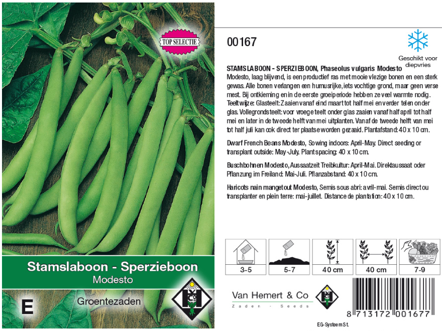 Phaseolus vulgaris 'Modesto' Stamslaboon - Sperzieboon