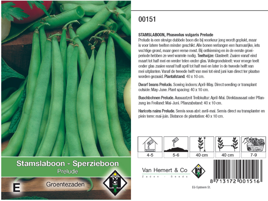 Phaseolus vulgaris 'Prelude'  Stamslaboon 
