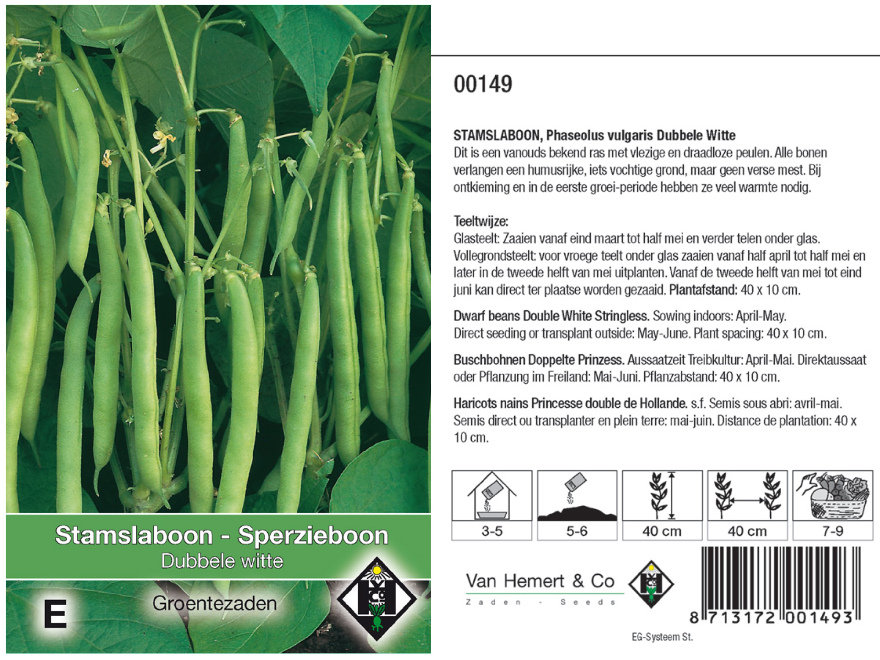 Phaseolus vulgaris 'Dubbele witte' Stamslaboon - Sperzieboon