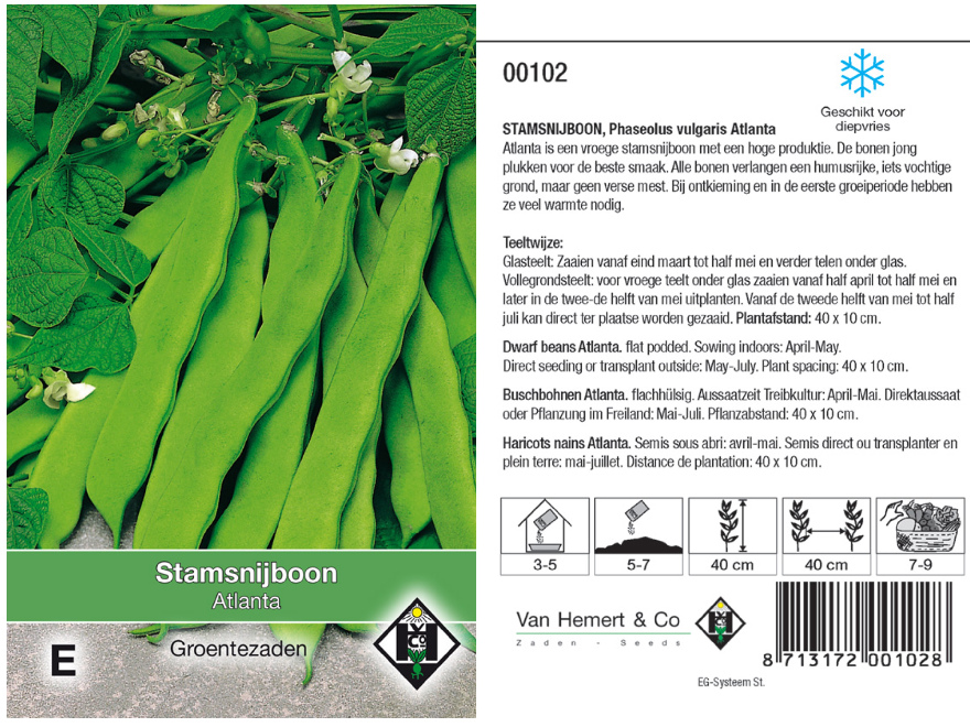 Phaseolus vulgaris 'Atlanta' Stamsnijboon Atlanta