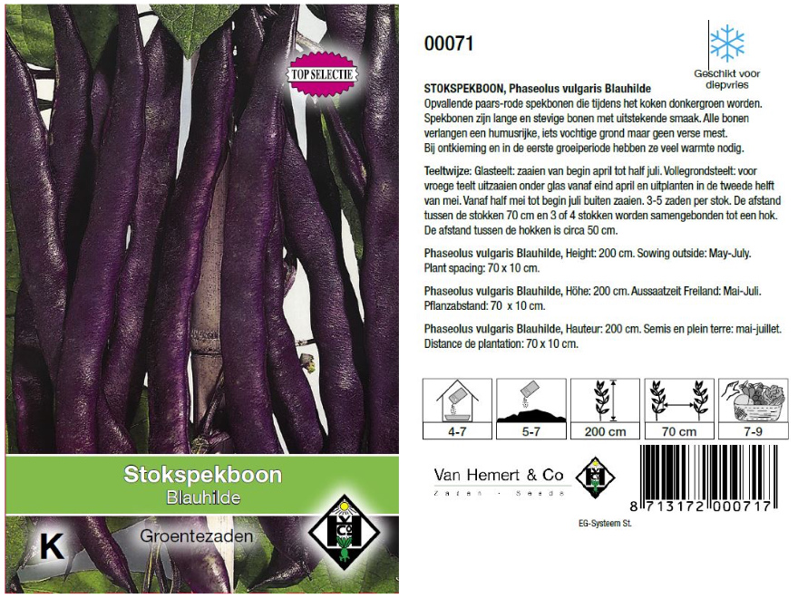 Phaseolus vulgaris 'Blauhilde' Stokspekboon