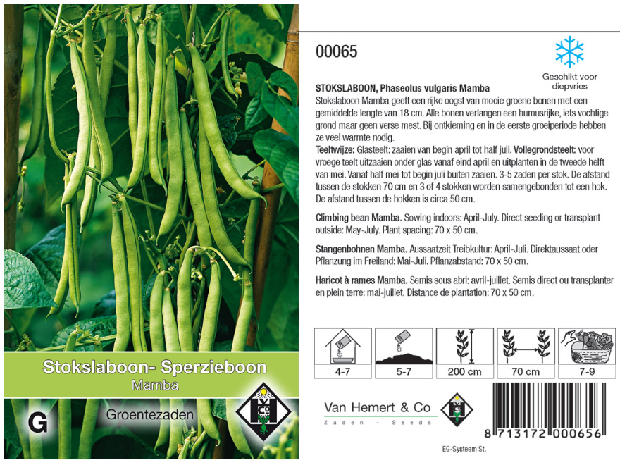 Phaseolus vulgaris  'Mamba' Stokslaboon - Sperzieboon