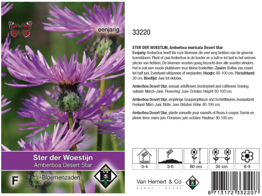 Amberboa muricata 'Desert Star' Ster der Woestijn