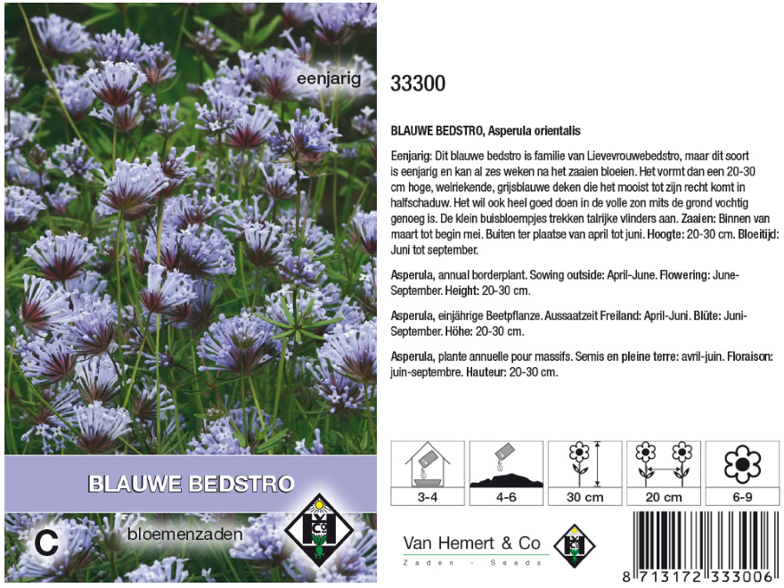 Asperula orientalis Blauw Bedstro
