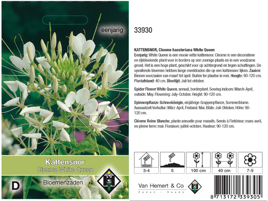 Cleome hassleriana 'White Queen' Witte Kattensnor