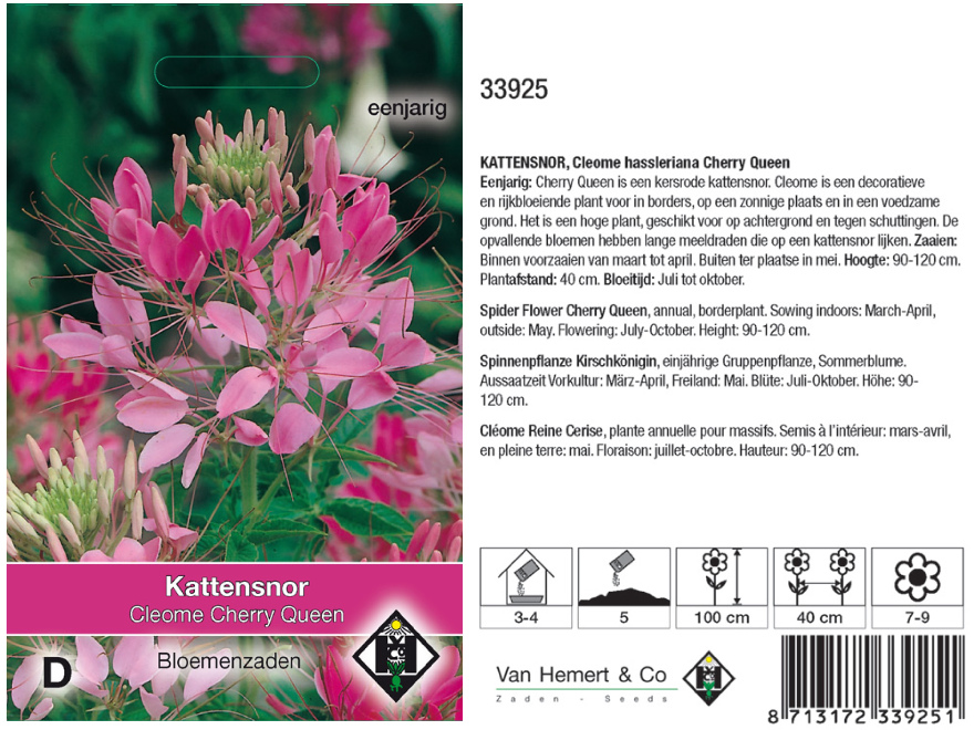 Cleome hassleriana 'Cherry Queen' Roze Kattensnor