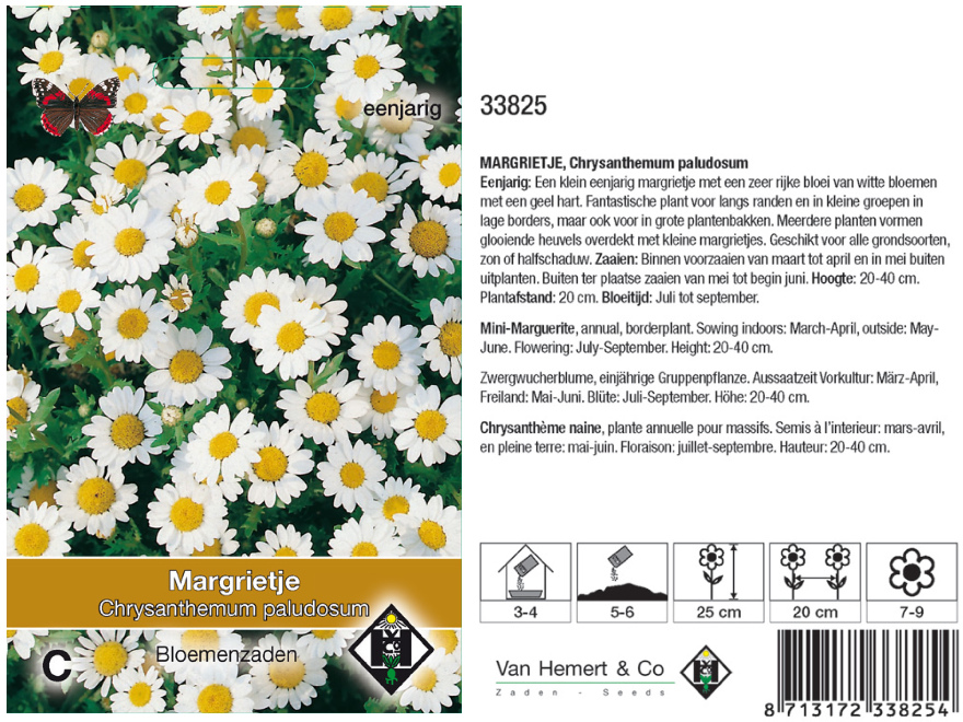Chrysanthemum paludosum Witte Margriet