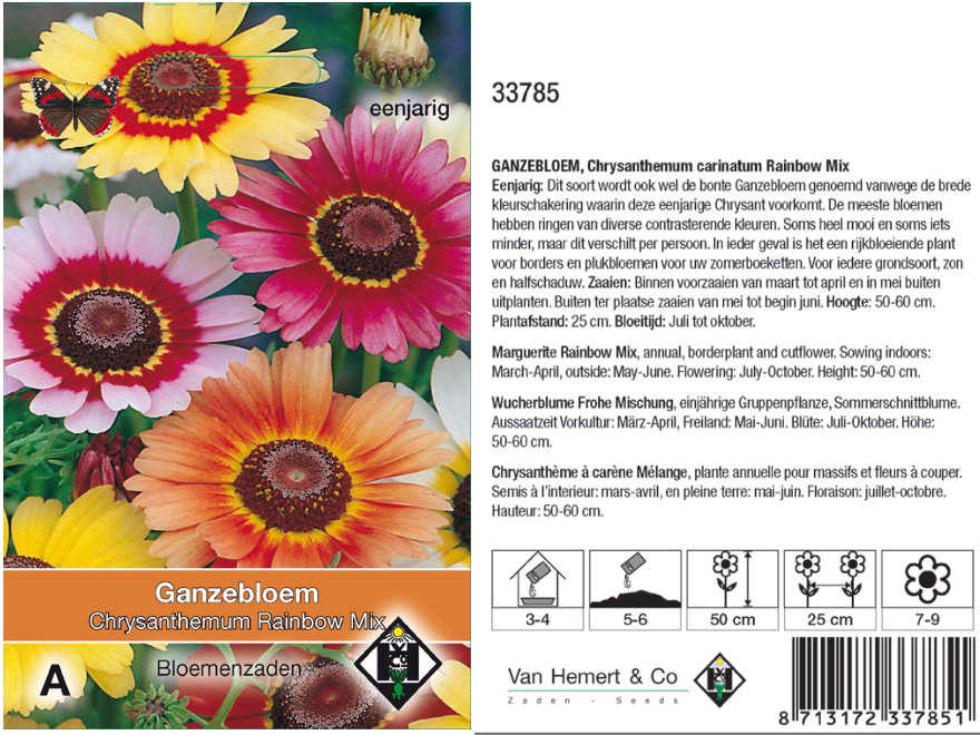 Chrysanthemum carinatum 'Rainbow Mix' Ganzebloem, Chrysant