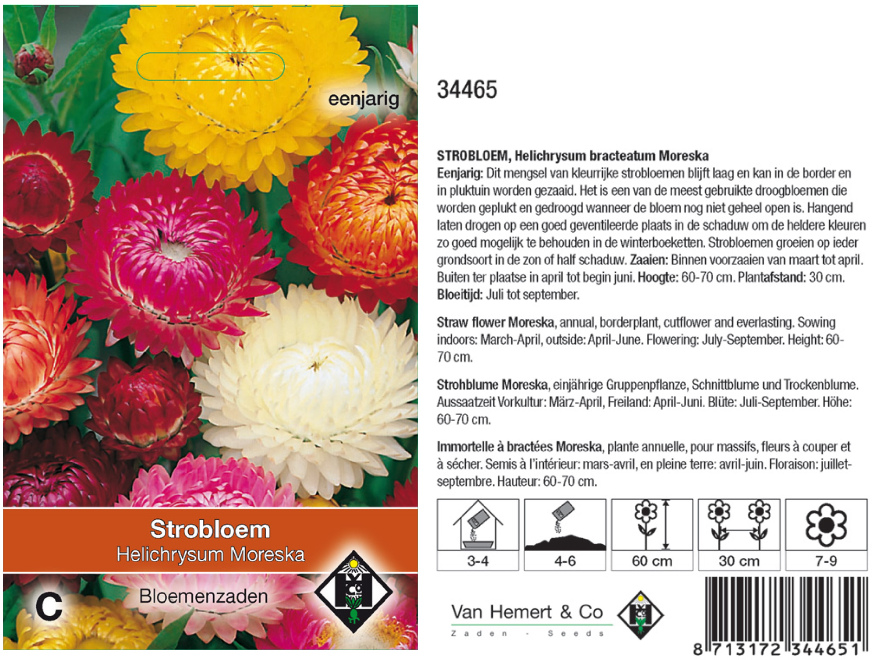 Helichrysum bracteatum 'Moreska' Strobloem