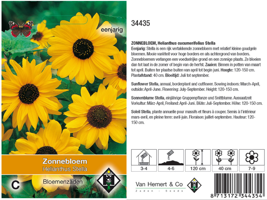 Helianthus cucumerfolius 'Stella' Zonnenbloem