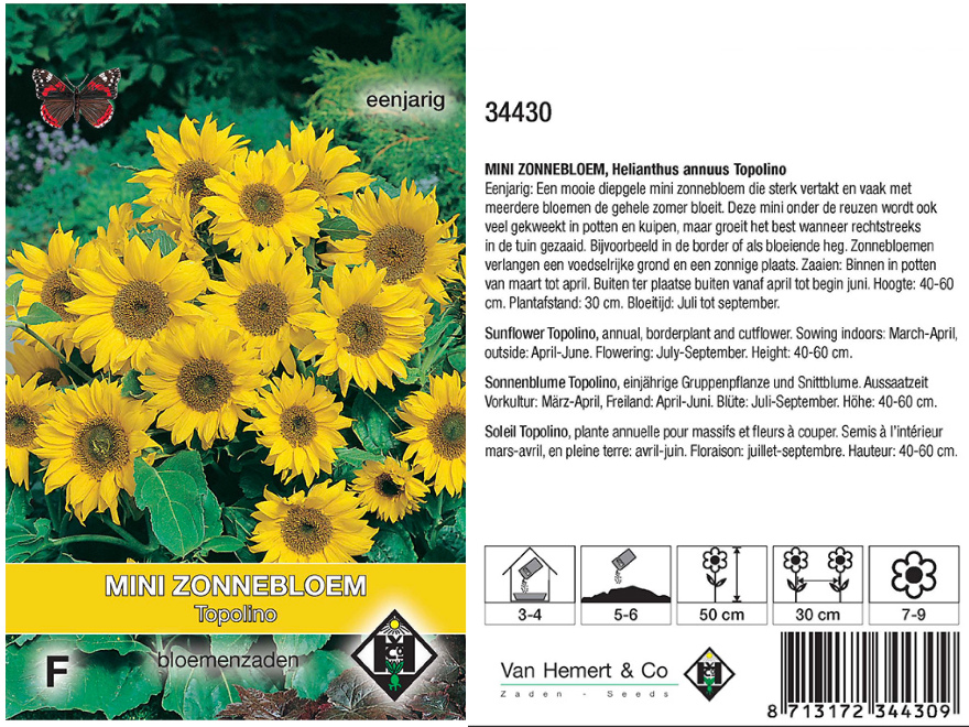 Helianthus a. 'Topolino' Zonnenbloem