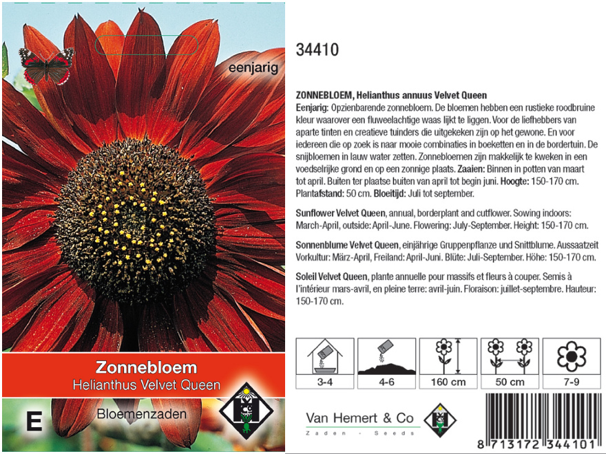 Helianthus a.'Velvet Queen' Zonnenbloem