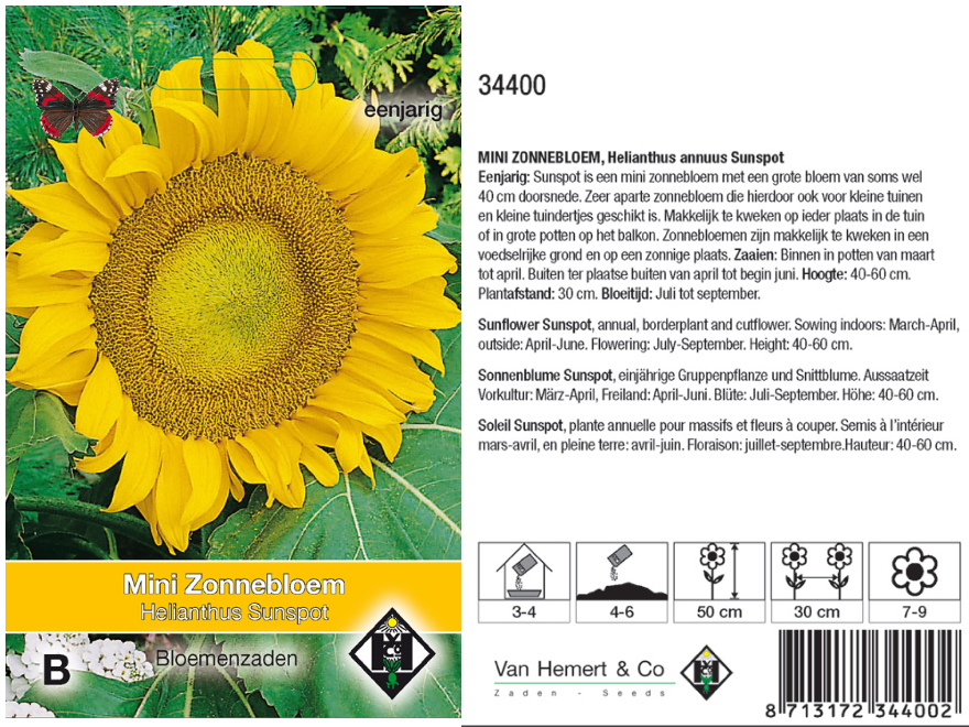 Helianthus a.'Sunspot' Zonnenbloem