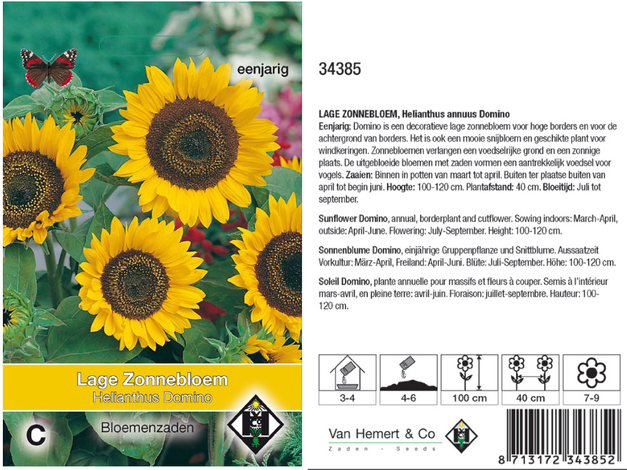 Helianthus annuus 'Domino' Zonnenbloem