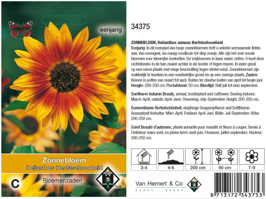 Helianthus annuus 'Herfstschoonheid' Zonnebloem