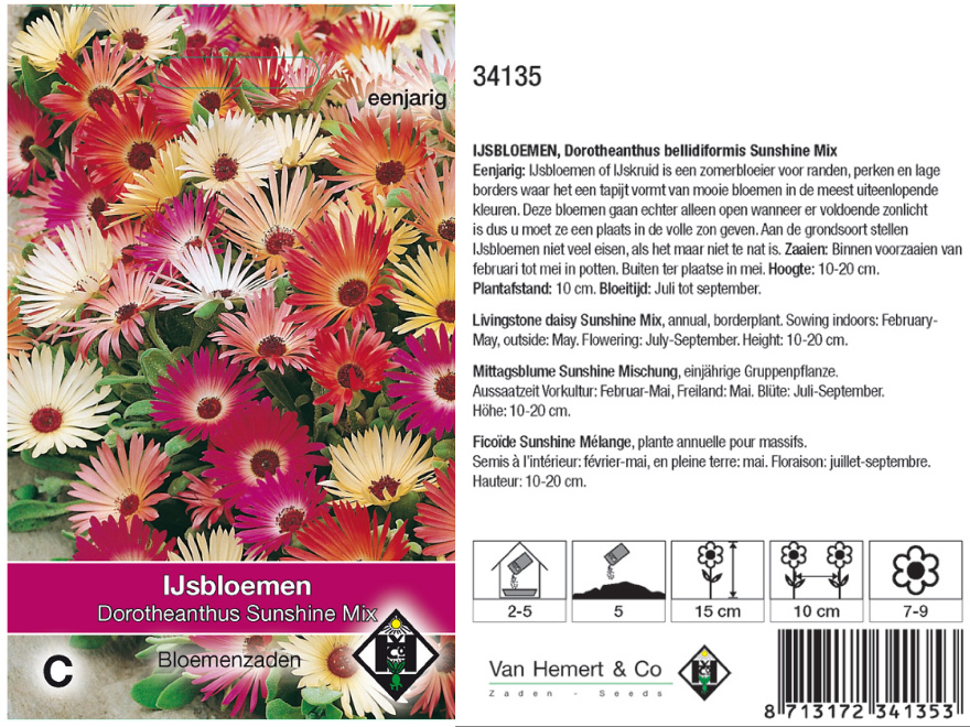 Dorotheanthus bellidiformis' Sunshine Mix' IJsbloem