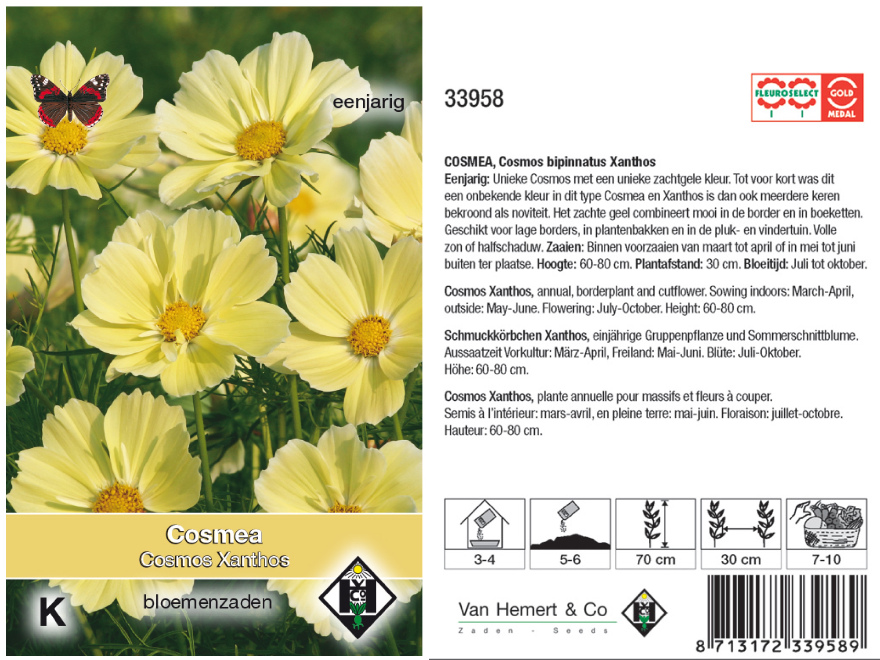 Cosmos bipinnatus 'Xanthos' Zachtgele Cosmea