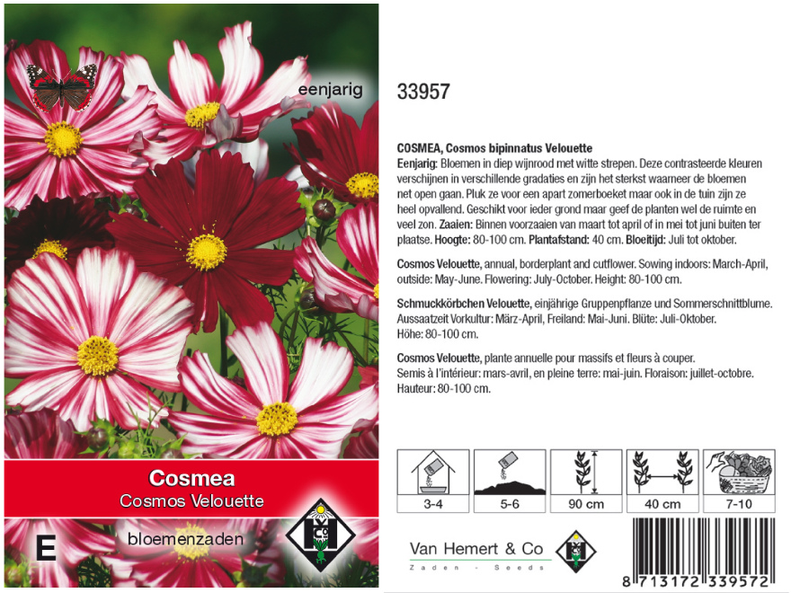 Cosmos bipinnatus 'Velouette' Wijnrode Cosmea