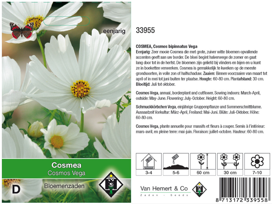 Cosmos bipinnatus 'Vega wit' Witte Cosmea