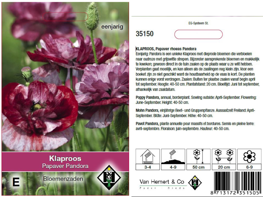Papaver rhoeas Pandora Klaproos
