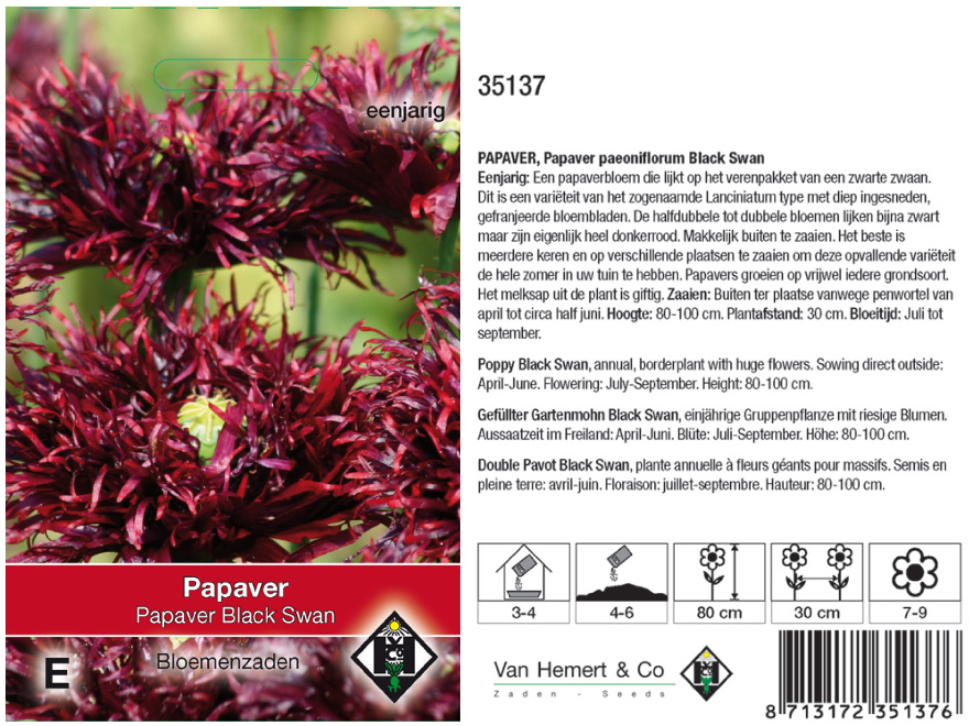 Papaver somniferum Black Swan 