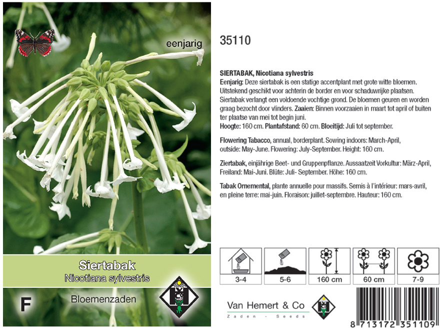 Nicotiana sylvestris Tabaksbloem